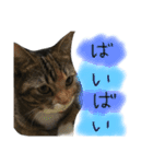 猫が大好き（個別スタンプ：13）