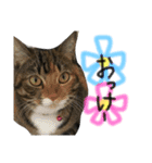 猫が大好き（個別スタンプ：14）