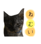 猫が大好き（個別スタンプ：16）