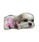 まろんふぁみりー でいりー つー（個別スタンプ：2）