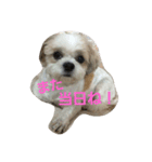 まろんふぁみりー でいりー つー（個別スタンプ：4）