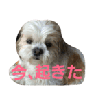 まろんふぁみりー でいりー つー（個別スタンプ：10）