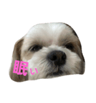 まろんふぁみりー でいりー つー（個別スタンプ：11）