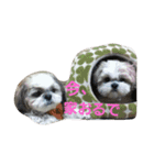 まろんふぁみりー でいりー つー（個別スタンプ：12）