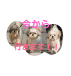 まろんふぁみりー でいりー つー（個別スタンプ：13）