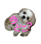 まろんふぁみりー でいりー つー（個別スタンプ：16）