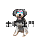 Schnauzer kuso（個別スタンプ：2）