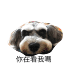 Schnauzer kuso（個別スタンプ：3）