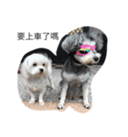 Schnauzer kuso（個別スタンプ：6）