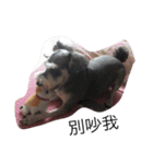 Schnauzer kuso（個別スタンプ：7）