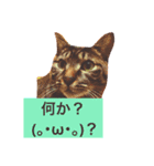 utino neko siro kuro chacha（個別スタンプ：1）