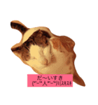 utino neko siro kuro chacha（個別スタンプ：5）