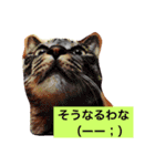 utino neko siro kuro chacha（個別スタンプ：9）