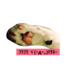 utino neko siro kuro chacha（個別スタンプ：10）