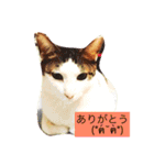 utino neko siro kuro chacha（個別スタンプ：11）