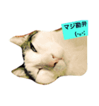 utino neko siro kuro chacha（個別スタンプ：14）