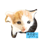 utino neko siro kuro chacha（個別スタンプ：15）
