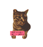 utino neko siro kuro chacha（個別スタンプ：16）