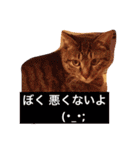 utino neko siro kuro chacha（個別スタンプ：17）