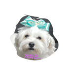 mongee（個別スタンプ：1）