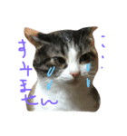 可愛い猫。名前ははるちゃん。（個別スタンプ：1）