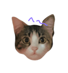可愛い猫。名前ははるちゃん。（個別スタンプ：2）