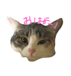 可愛い猫。名前ははるちゃん。（個別スタンプ：3）
