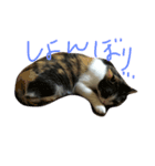 可愛い猫。名前ははるちゃん。（個別スタンプ：4）