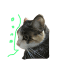 可愛い猫。名前ははるちゃん。（個別スタンプ：5）
