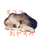 可愛い猫。名前ははるちゃん。（個別スタンプ：6）