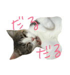 可愛い猫。名前ははるちゃん。（個別スタンプ：7）