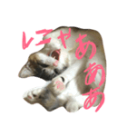 可愛い猫。名前ははるちゃん。（個別スタンプ：8）