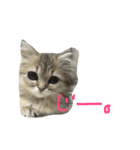 ペルシャ猫 りんのまったりLIFE（個別スタンプ：2）