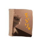 ペルシャ猫 りんのまったりLIFE（個別スタンプ：6）