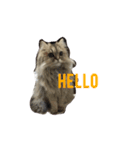 ペルシャ猫 りんのまったりLIFE（個別スタンプ：7）