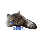 ペルシャ猫 りんのまったりLIFE（個別スタンプ：9）