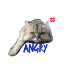 ペルシャ猫 りんのまったりLIFE（個別スタンプ：10）