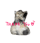 ペルシャ猫 りんのまったりLIFE（個別スタンプ：12）