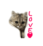 ペルシャ猫 りんのまったりLIFE（個別スタンプ：13）