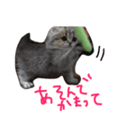 ペルシャ猫 りんのまったりLIFE（個別スタンプ：14）