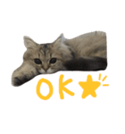ペルシャ猫 りんのまったりLIFE（個別スタンプ：16）