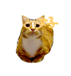 あと猫（個別スタンプ：1）