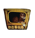 あと猫（個別スタンプ：2）