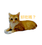 あと猫（個別スタンプ：4）