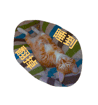 あと猫（個別スタンプ：5）