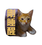 あと猫（個別スタンプ：6）