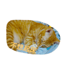 あと猫（個別スタンプ：8）