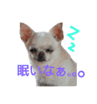 my doggy and cats（個別スタンプ：3）