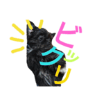 my doggy and cats（個別スタンプ：5）