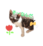my doggy and cats（個別スタンプ：6）